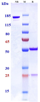 Anti-SLAMF7 / CS1 Reference Antibody (azintuxizumAb)