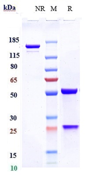 Anti-TNFRSF4 / OX40 / CD134 Reference Antibody (revdofilimab)