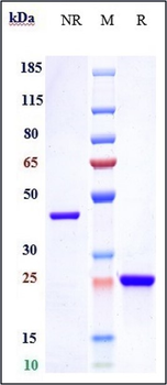 Anti-HTRA1 Reference Antibody (Galegenimab)