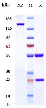 Anti-Integrin a2b1 (ITGA2 & ITGB1) Reference Antibody (vatelizumab)