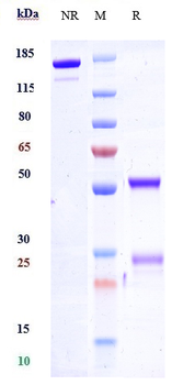 Anti-SLAMF6 / CD352 Reference Antibody (SGN-CD352A)