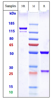 Anti-FZD Reference Antibody (vantictumab)