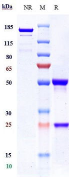 Anti-Integrin aVb3 (ITGAV & ITGB3) Reference Antibody (etaracizumab)