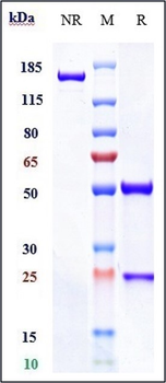 Anti-PDCD1 / PD-1 / CD279 Reference Antibody (cemiplimab)