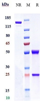 Anti-IGF1R / CD221 Reference Antibody (Lonigutamab-MMAE)