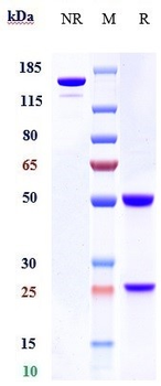 Anti-Complement C3 Reference Antibody (NGM621)