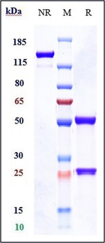 Anti-TNFRSF5 / CD40 Reference Antibody (Teneliximab)