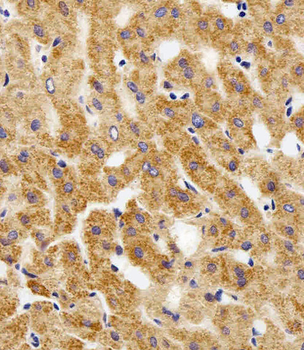 MPP7 Antibody (N-term)