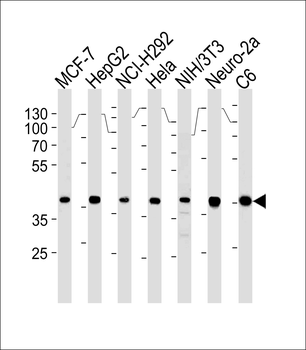 Erk2 Antibody