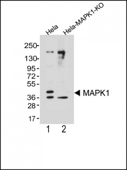 Erk2 Antibody