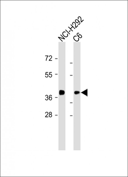Erk2 Antibody