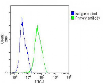 VTN Antibody (N-term)