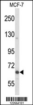 MAP2 Antibody