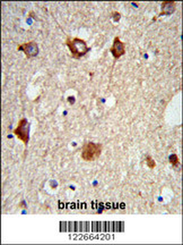 MAP2 Antibody