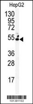 Connexin 50 Antibody (N-term)