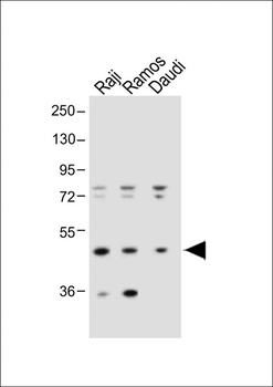 IGHE Antibody (Center)