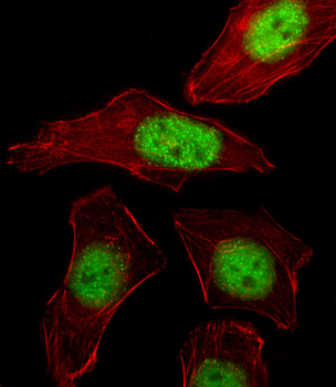 PURB Antibody (C-term)