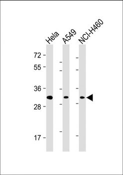 SNAI Antibody