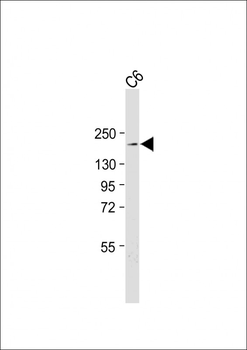 TSC2-S1798/S1799 Antibody