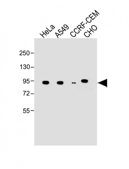 NR3C1 Antibody