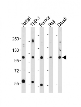 MAP4K1-T165 Antibody