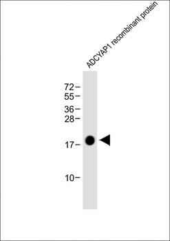 ADCYAP1 Antibody