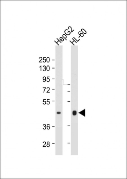 HLA-F Antibody