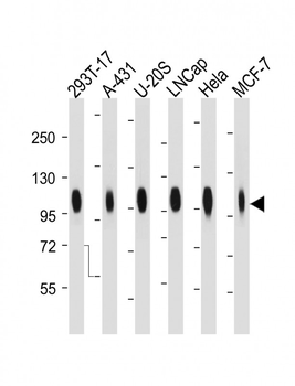 CD276 Antibody