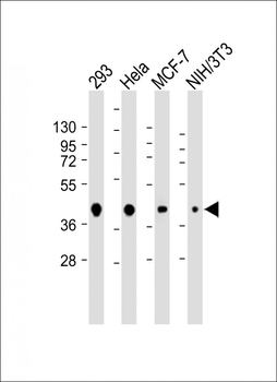 AKT1S1 Antibody