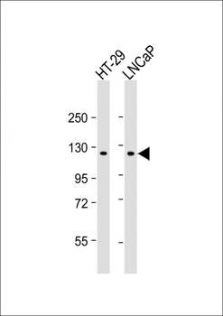 SCAP Antibody (N-term)