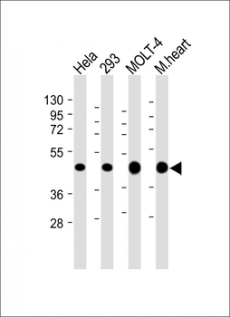 MTHFD2 Antibody (C-term)