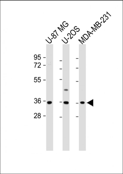 OR2AE1 Antibody (C-term)
