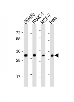 OR7C2 Antibody