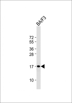 COXIV Antibody