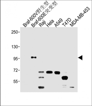 BRAF V600E Antibody(C-Term)