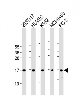 CCL26 Antibody (C-Term)