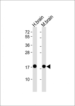 SNCA Antibody