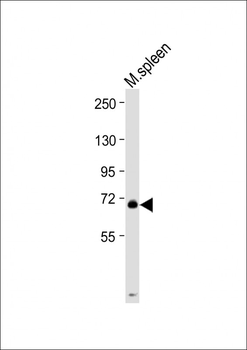 MPL Antibody (C-Term)