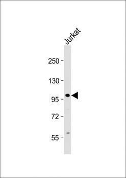 KIAA1524 Antibody (Center)