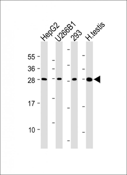 CLEC1B Antibody (N-Term)
