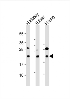 BCL2L10 Antibody (Center)