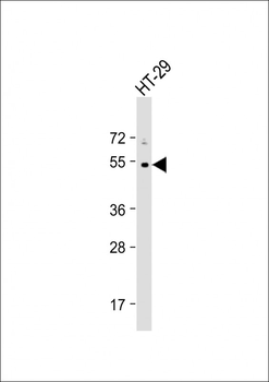 p53 (S376) antibody