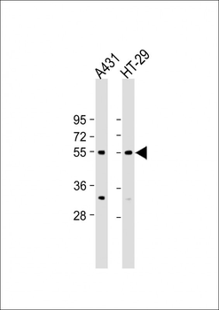 p53 (S376) antibody
