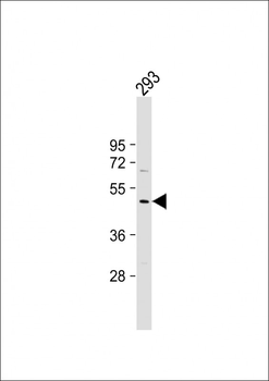 DEPTOR Antibody (N-Term)