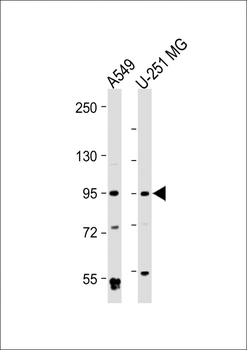 BMP1 Antibody