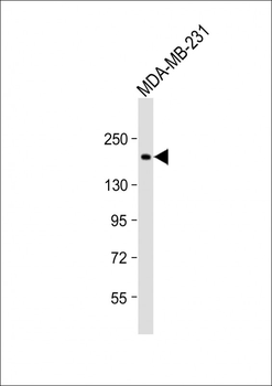 THBS1 Antibody (C-Term)