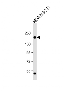 THBS1 Antibody (C-Term)
