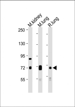 DLL4 Antibody (C-Term)