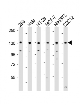 MYPT1 (Ser507) Antibody