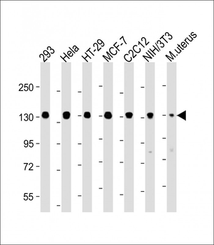 MYPT1 (Ser507) Antibody